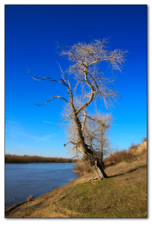 photo "the tree" tags: landscape, water