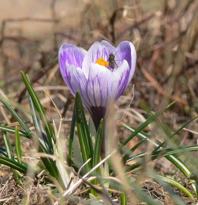 photo "***" tags: nature, macro and close-up, flowers