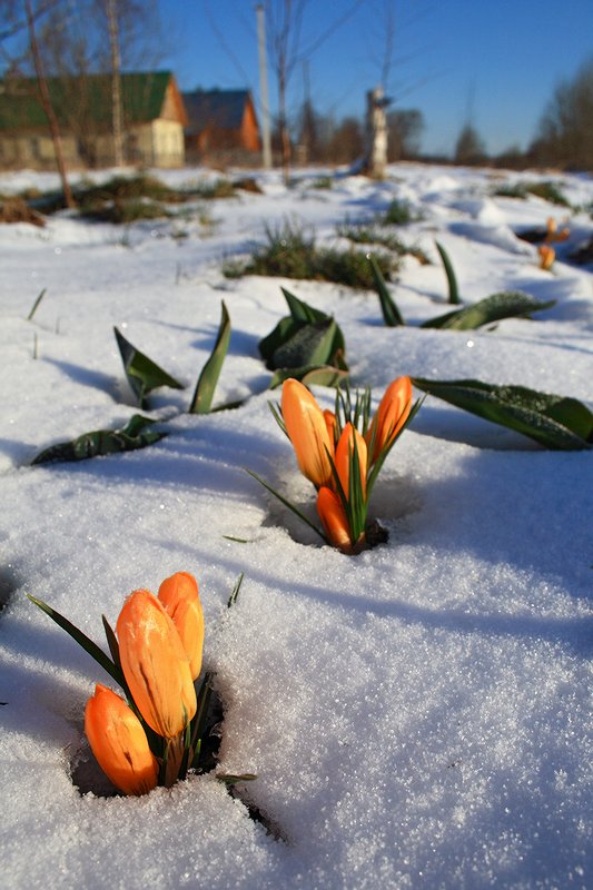 photo "***" tags: landscape, nature, flowers, spring