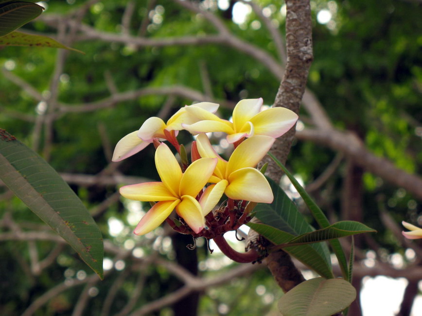 photo "***" tags: nature, flowers