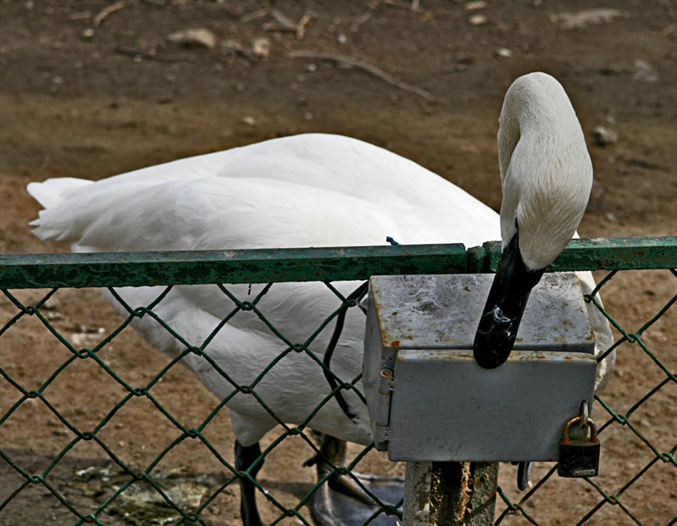 photo "Walk in the Zoo: Freedom!" tags: nature, genre, wild animals