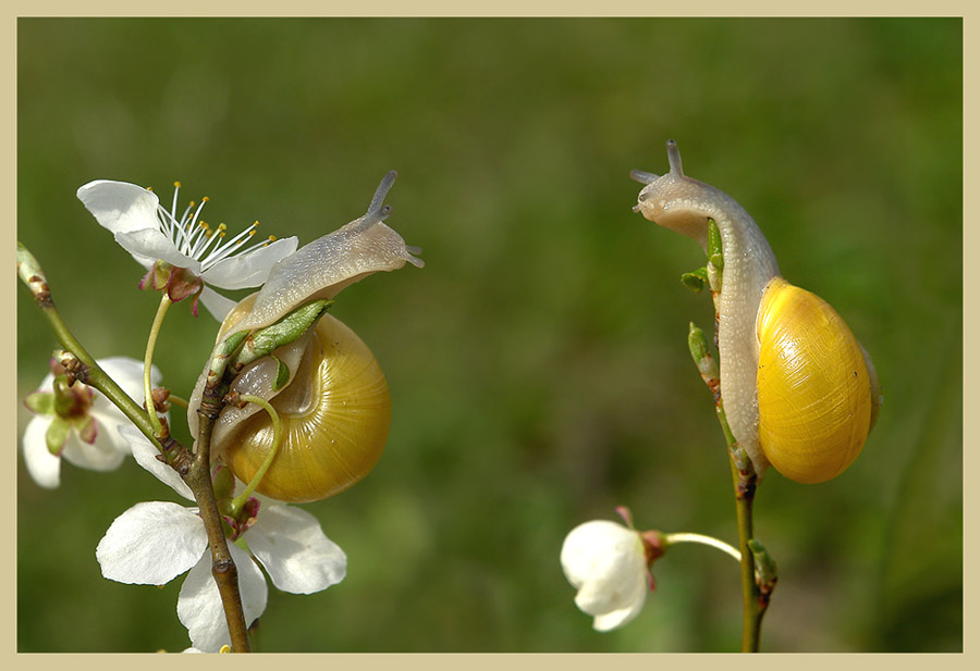 photo "***" tags: nature, macro and close-up, 