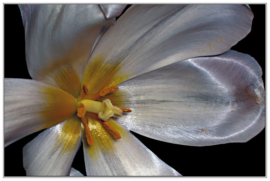 photo "***" tags: nature, macro and close-up, flowers