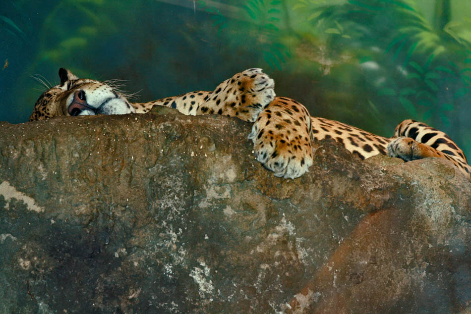фото "Прогулка в зоопарк: Устал" метки: природа, жанр, дикие животные