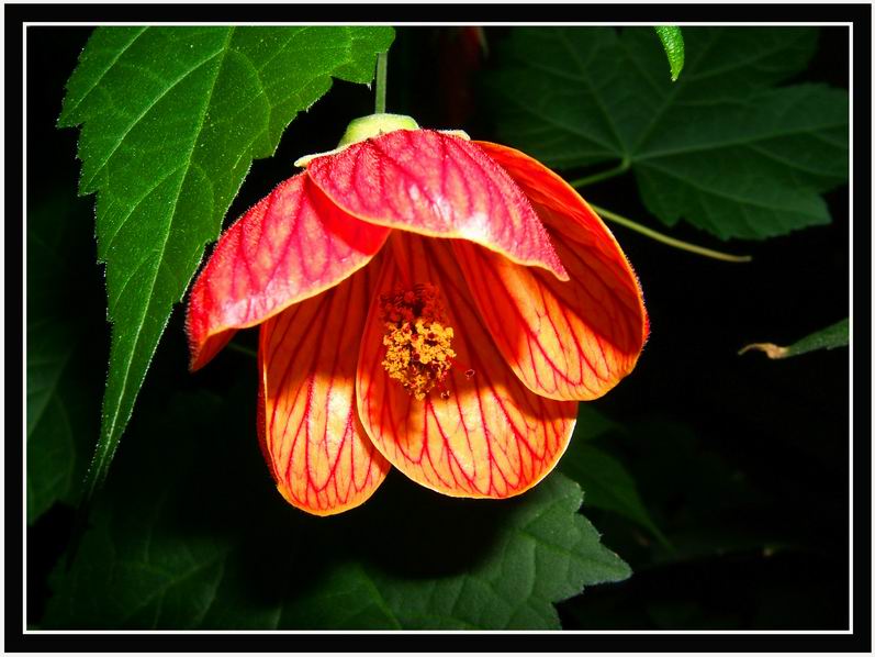 photo "***" tags: macro and close-up, 