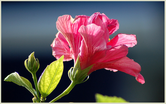 photo "Towards the light" tags: nature, landscape, flowers, spring