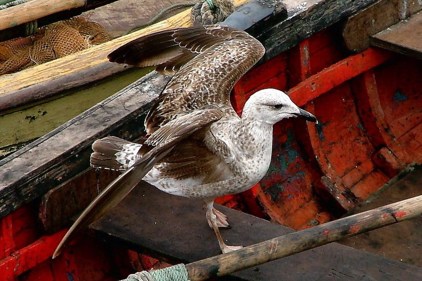 photo "Against the tie" tags: nature, wild animals