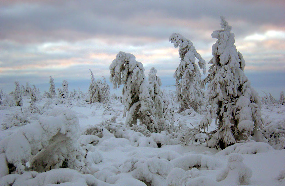 photo "***" tags: landscape, forest, winter