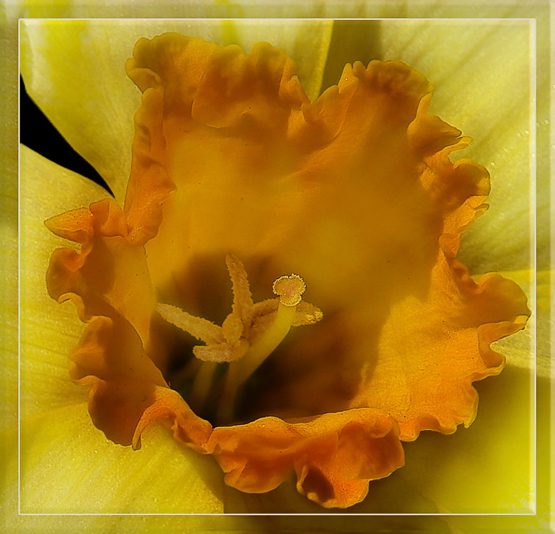 photo "Soul of the narcissus" tags: nature, macro and close-up, flowers