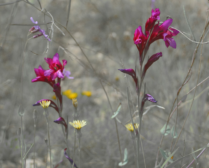 photo "orquidea" tags: nature, flowers