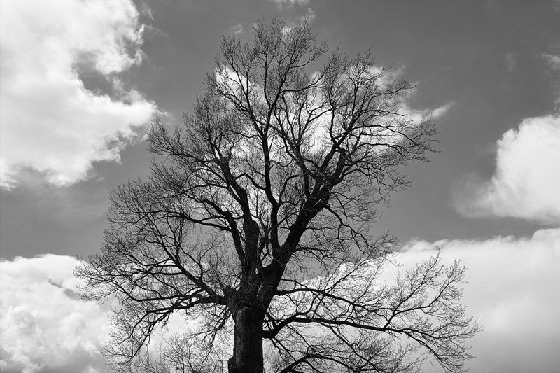 photo "***" tags: landscape, forest, spring