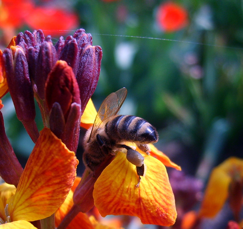 photo "***" tags: macro and close-up, nature, insect