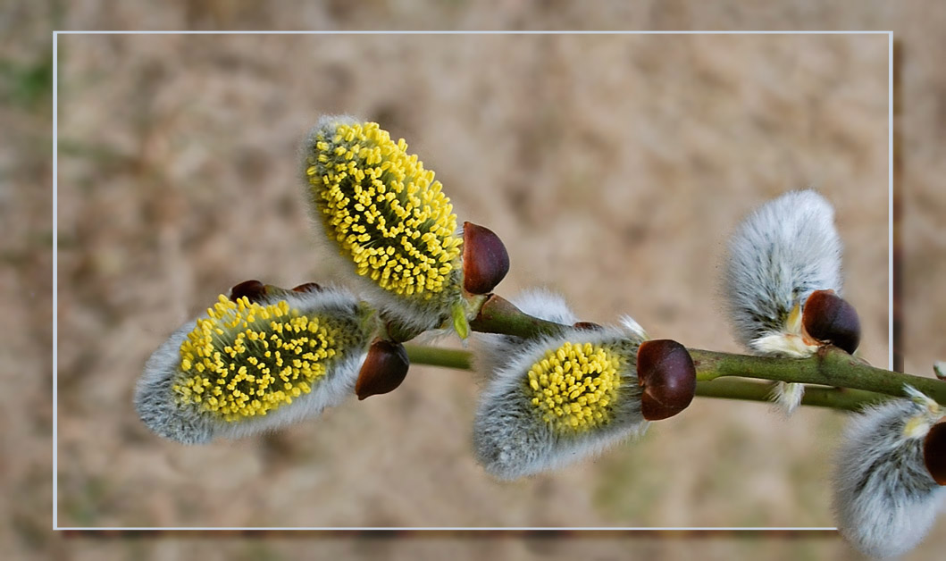 photo "Spring meet" tags: nature, macro and close-up, flowers