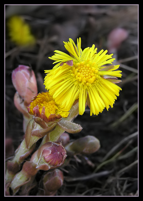 photo "First flowers" tags: nature, macro and close-up, flowers