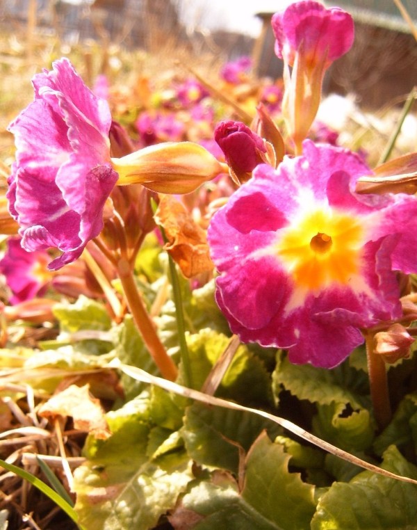 photo "***" tags: nature, macro and close-up, flowers