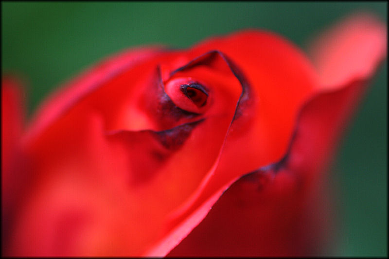 photo "***" tags: nature, macro and close-up, flowers