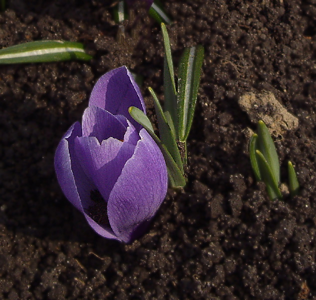 photo "***" tags: nature, flowers