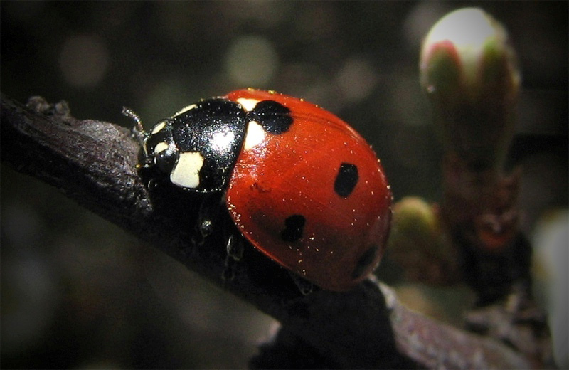 фото "lady-bird" метки: макро и крупный план, 