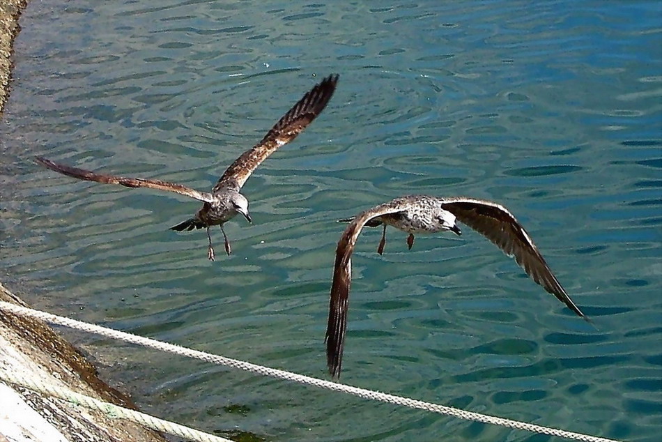 фото "Freedom" метки: природа, дикие животные