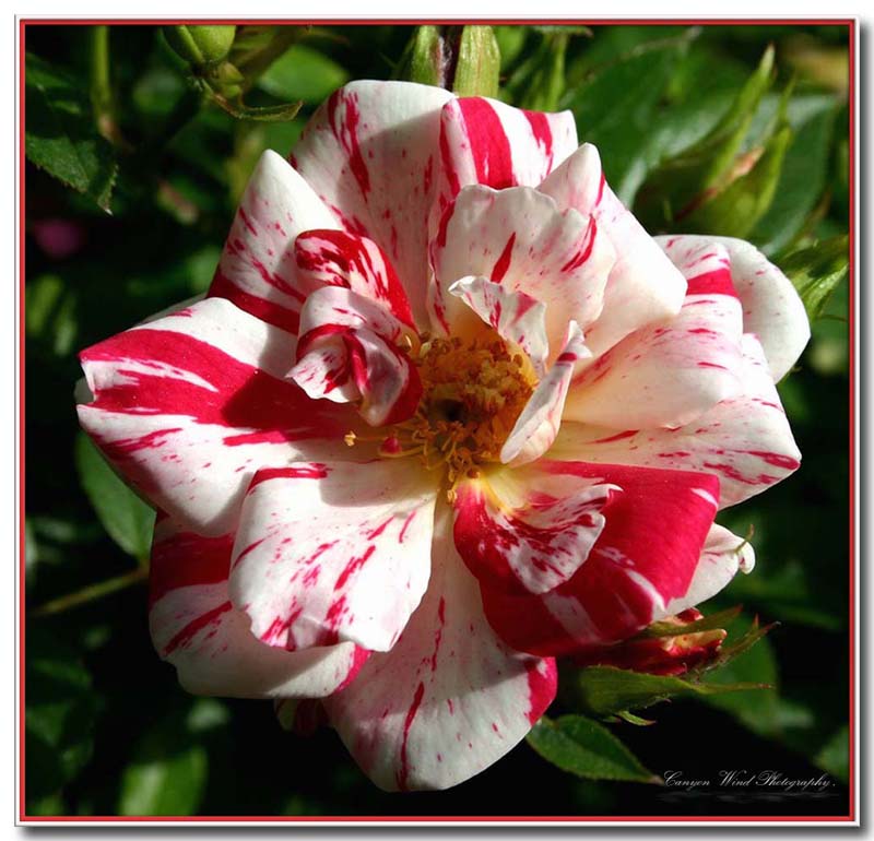 photo "Candy Cane Minature Rose !" tags: nature, macro and close-up, flowers