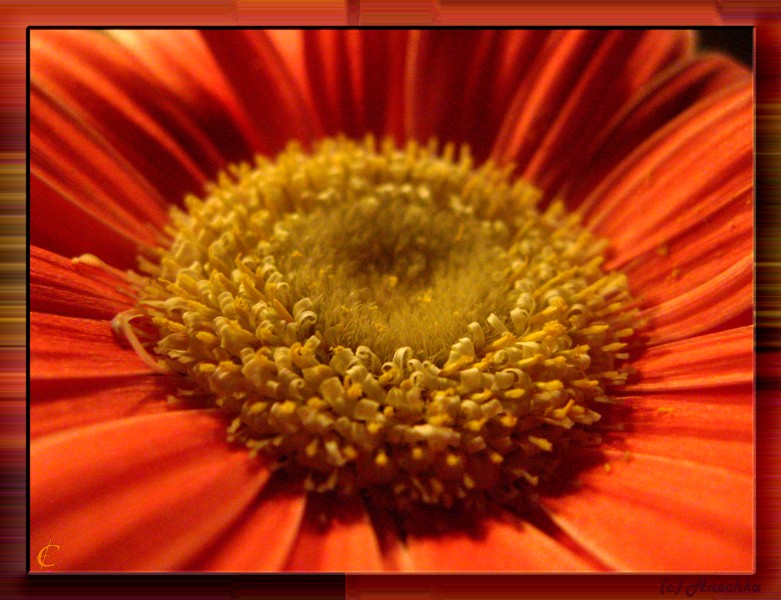 photo "Intimate part of flower" tags: macro and close-up, 