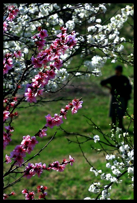 photo "the spring" tags: landscape, spring