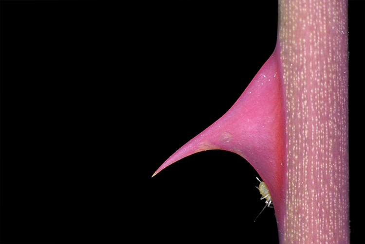 photo "PINK THORN" tags: macro and close-up, 