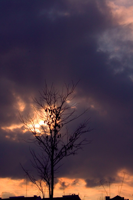 photo "Burning tree?" tags: landscape, clouds, sunset