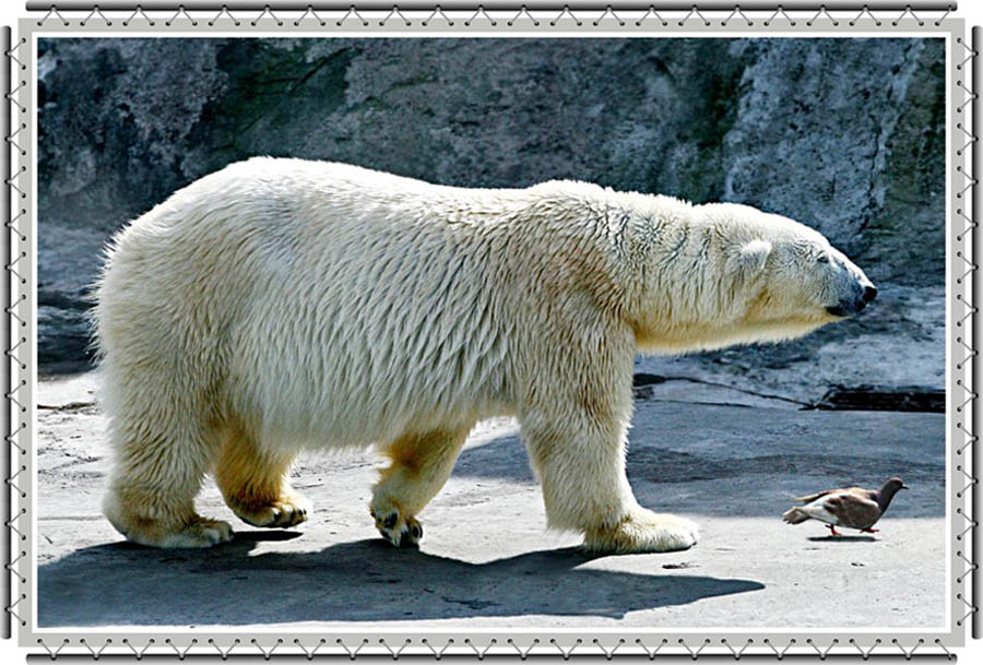 фото "Прогулка в зоопарк: Следуйте за мной!" метки: природа, юмор, дикие животные