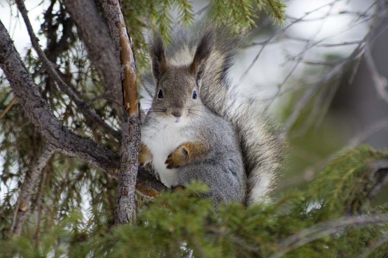 photo "***" tags: nature, landscape, wild animals, winter