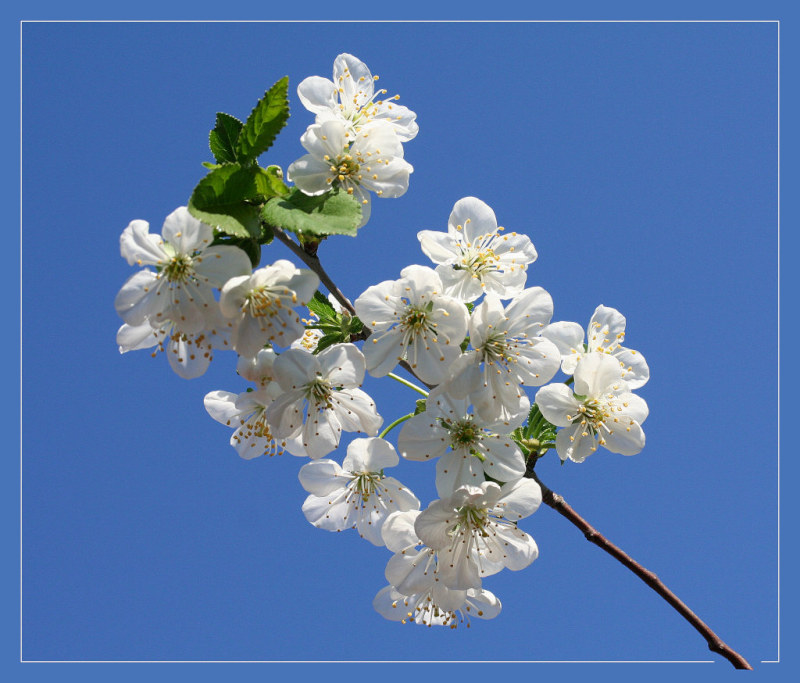 photo "sour cherry" tags: macro and close-up, 