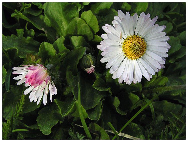 photo "Time of colors" tags: nature, flowers