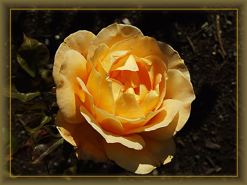 фото "Yellow Rose" метки: природа, цветы