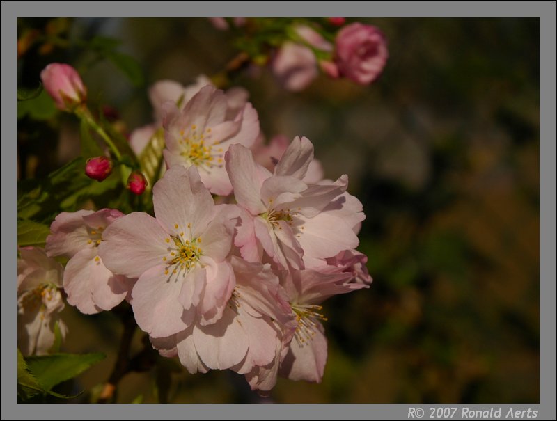 photo "Japanese cherry tree" tags: nature, macro and close-up, flowers