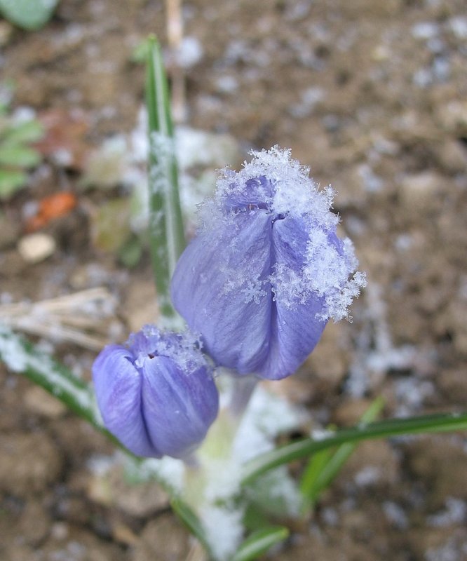 photo "-" tags: nature, flowers