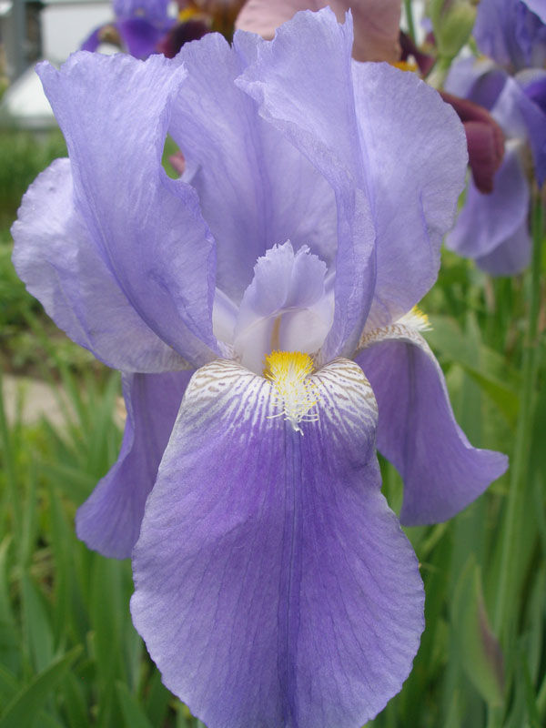 photo "***" tags: nature, flowers