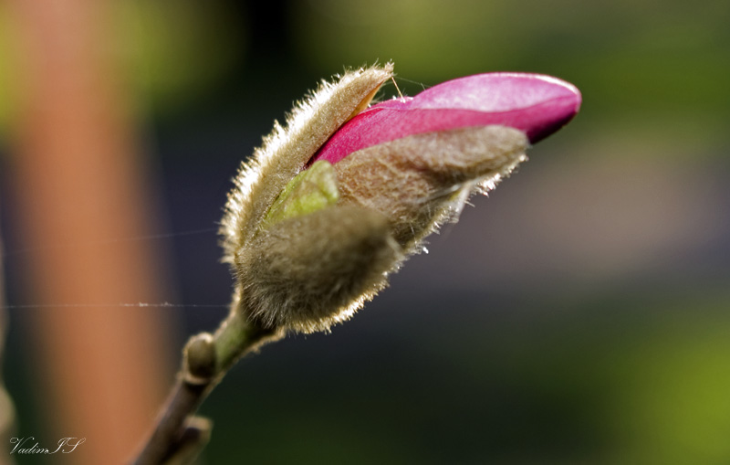 photo "magnolia" tags: nature, macro and close-up, flowers