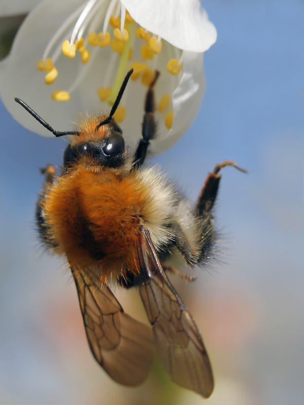 фото "One-handed pollination" метки: макро и крупный план, природа, насекомое