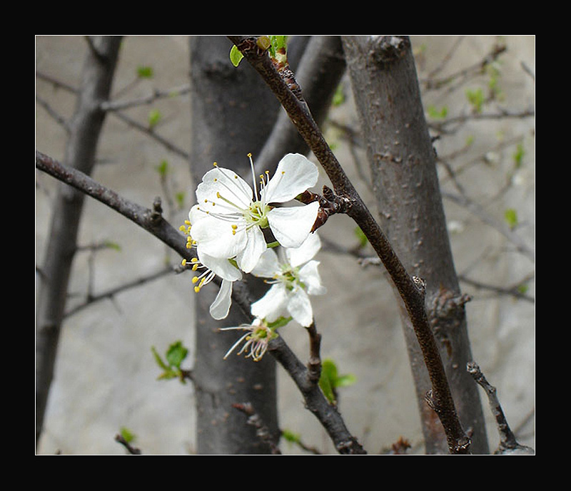фото "Весна пришла" метки: природа, цветы