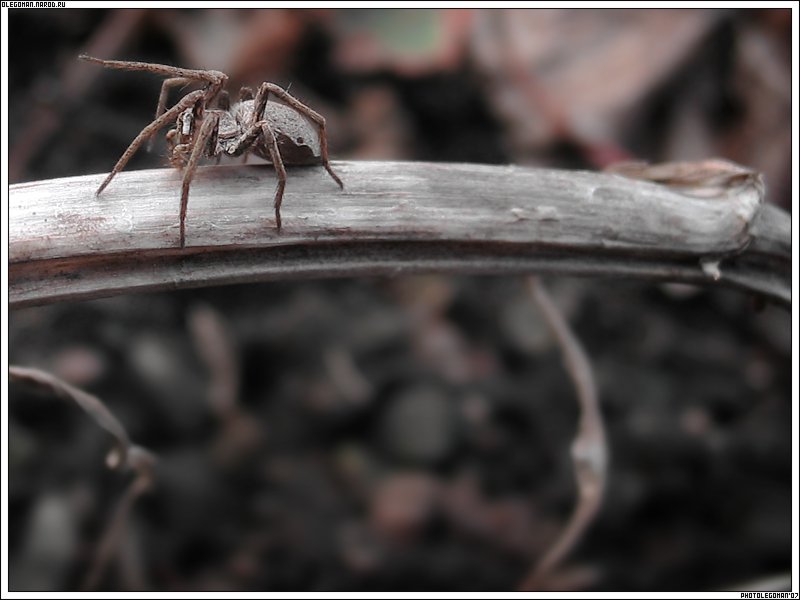 photo "On the Bridge" tags: nature, macro and close-up, insect