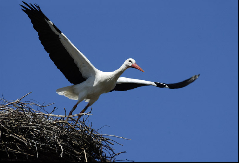 photo "FREEDOM" tags: nature, wild animals