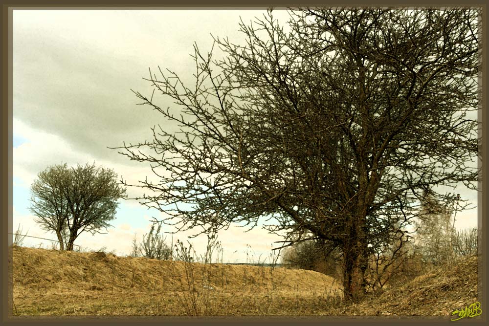 photo "Tree" tags: landscape, spring