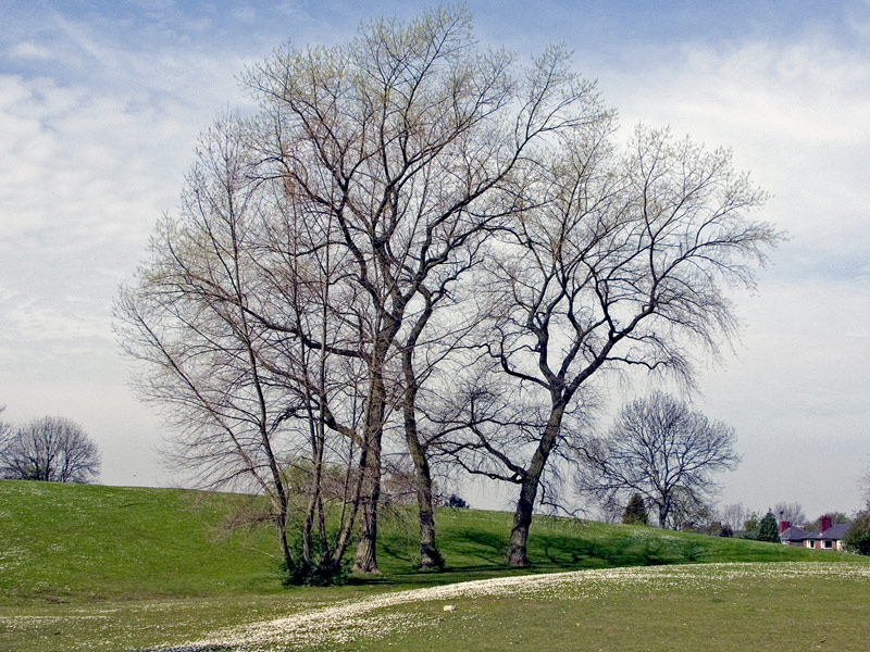 фото "Sprouting in the Spring" метки: природа, 