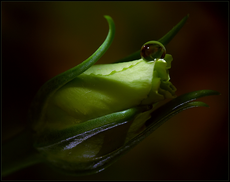 photo "O" tags: nature, macro and close-up, flowers