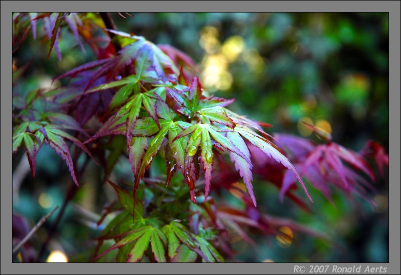 photo "Young tree" tags: nature, macro and close-up, flowers