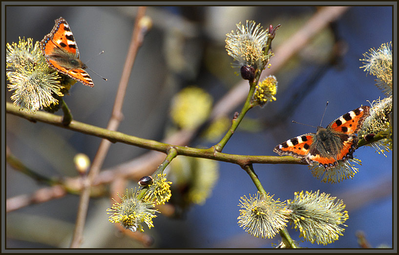 photo "Nectar early spring" tags: nature, flowers, insect