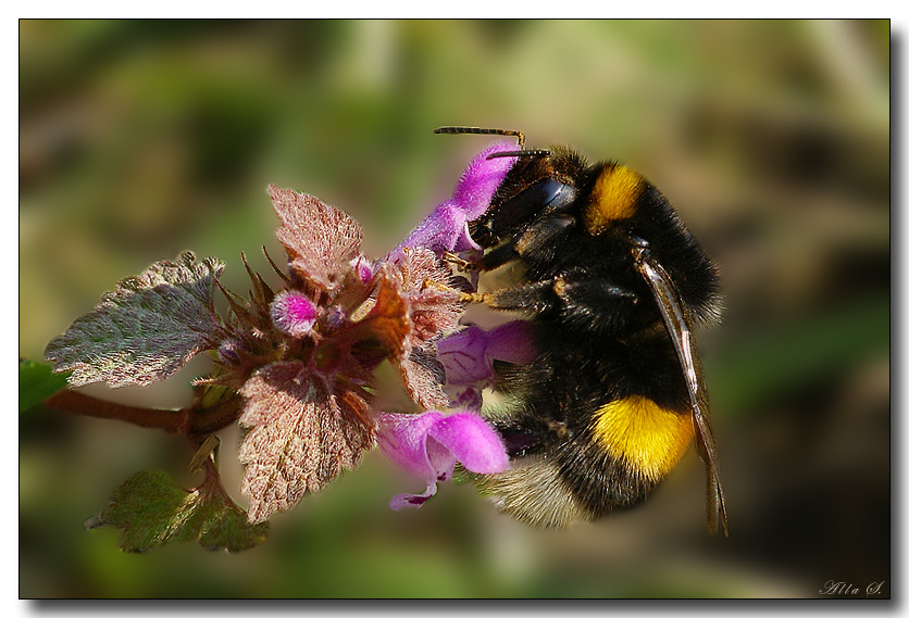 photo "***" tags: nature, macro and close-up, insect