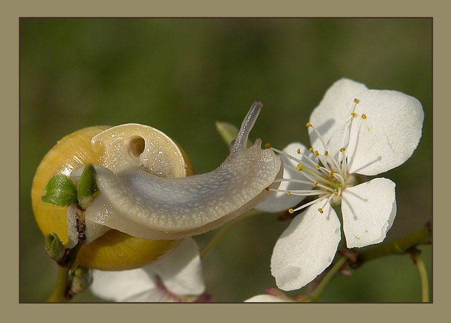 photo "***" tags: nature, macro and close-up, 