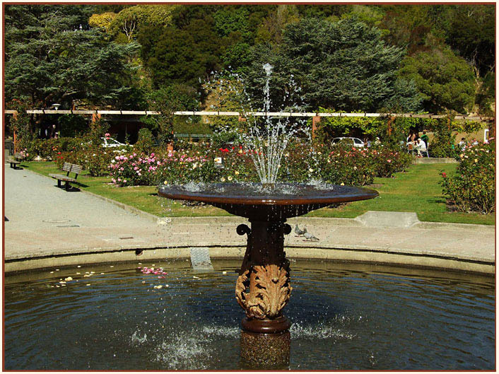 фото "Fountain" метки: природа, цветы