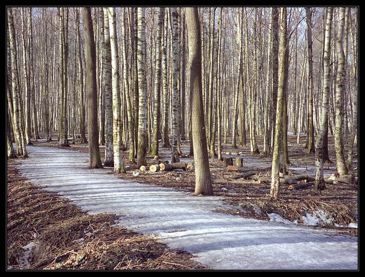 photo "Lines 2" tags: landscape, forest, spring